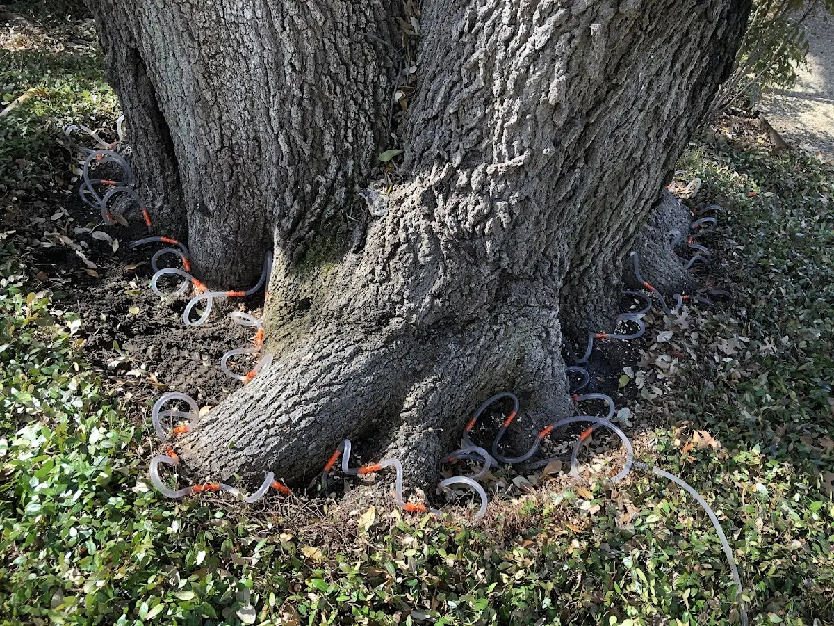 Detailed Tree Cabling and Bracing job site in Saint Jacob