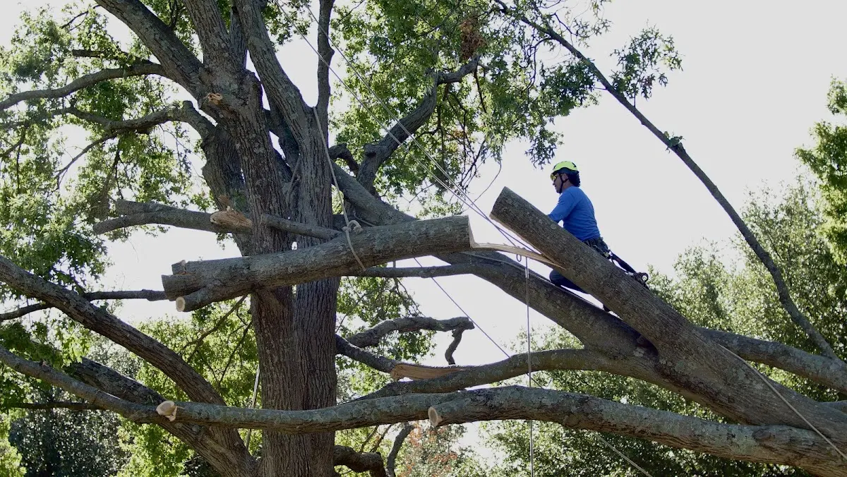 Professional Hazardous Tree Removal performed by certified arborists in Saint Jacob