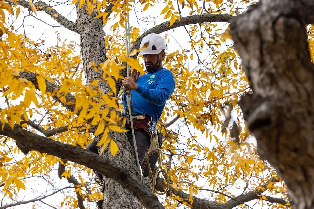 Skilled Tree Trimming crew working in Saint Jacob